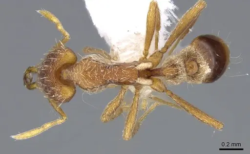 Strumigenys juliae - CASENT0914804