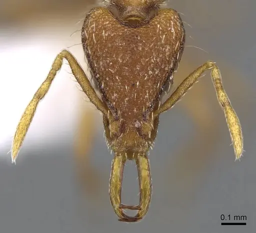 Strumigenys juliae - CASENT0914804