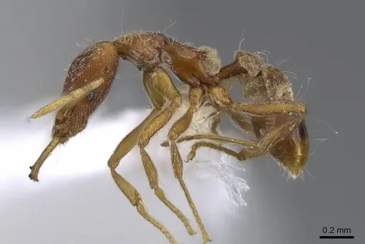 Strumigenys juliae - CASENT0914804