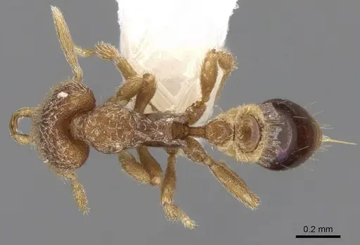 Strumigenys juxta specimen