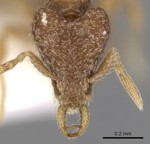 Strumigenys juxta specimen