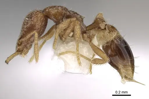 Strumigenys juxta specimen