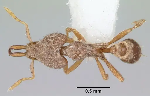 Strumigenys kakothema specimen