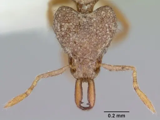 Strumigenys kakothema specimen