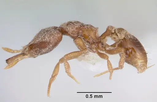 Strumigenys kakothema specimen