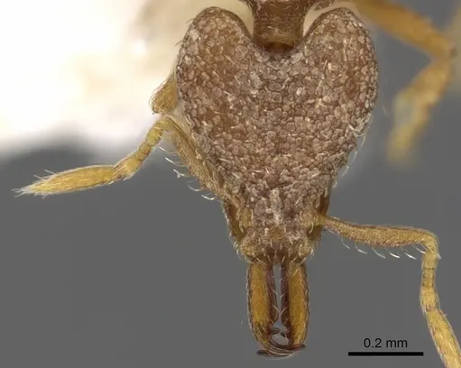 Strumigenys kapryx specimen