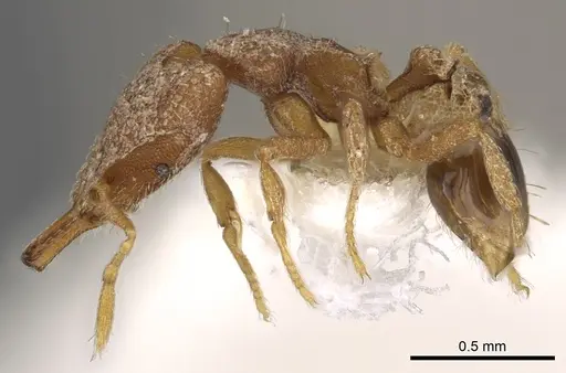 Strumigenys kapryx specimen