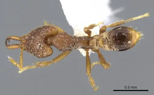 Strumigenys kapryx - CASENT0914835