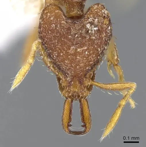 Strumigenys kapryx - CASENT0914835