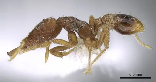 Strumigenys kapryx - CASENT0914835