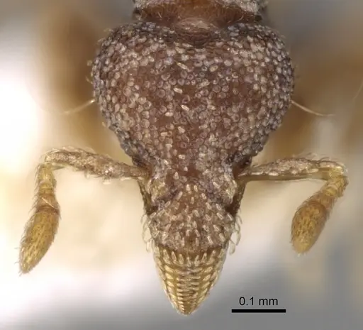 Strumigenys karawajewi specimen