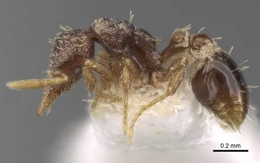 Strumigenys karawajewi specimen