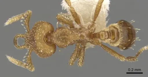 Strumigenys katapelta specimen