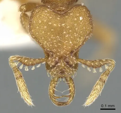 Strumigenys katapelta specimen