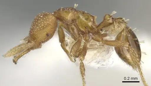 Strumigenys katapelta specimen