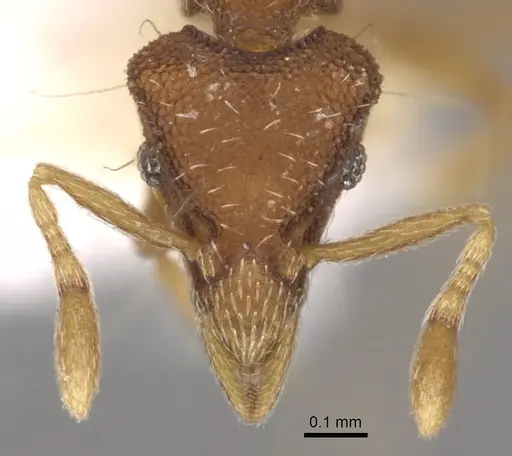 Strumigenys kempfi specimen