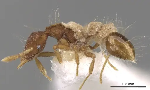 Strumigenys kempfi specimen