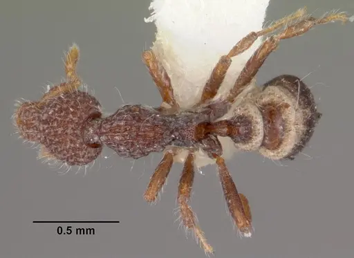 Strumigenys kerasma specimen