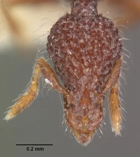 Strumigenys kerasma specimen