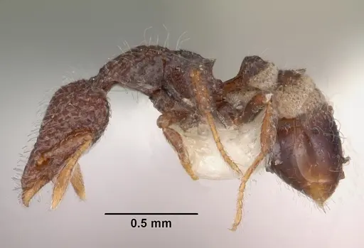 Strumigenys kerasma specimen