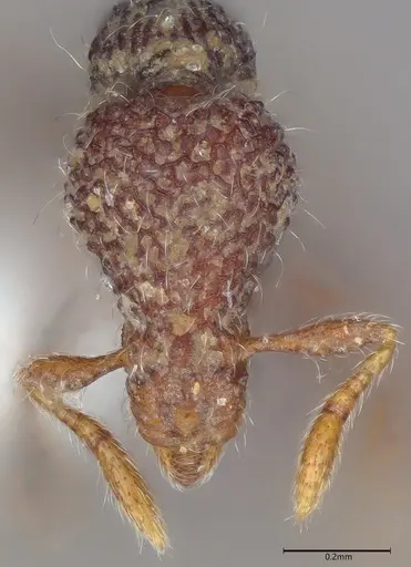 Strumigenys kerasma - CASENT0763628