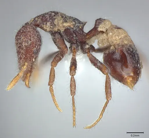 Strumigenys kerasma - CASENT0763628