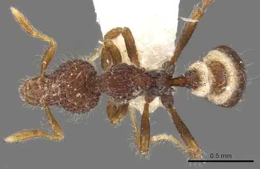 Strumigenys kerasma - CASENT0900088