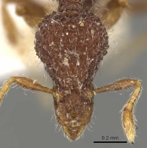 Strumigenys kerasma - CASENT0900088