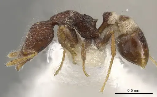 Strumigenys kerasma - CASENT0900088