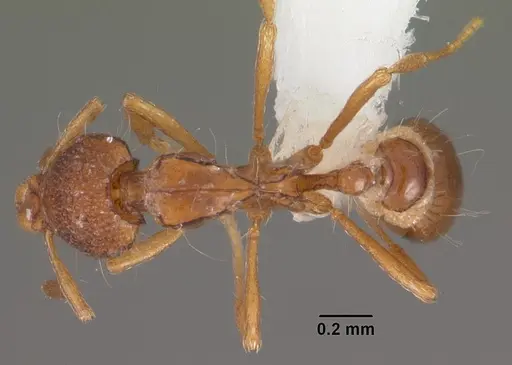 Strumigenys khakaura specimen