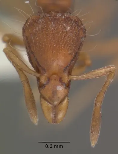 Strumigenys khakaura specimen