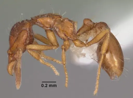 Strumigenys khakaura specimen