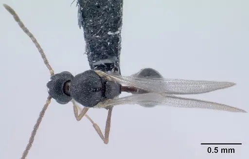 Strumigenys khakaura - CASENT0138441