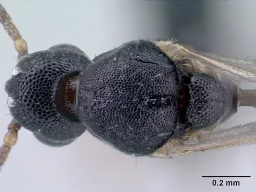 Strumigenys khakaura - CASENT0138441