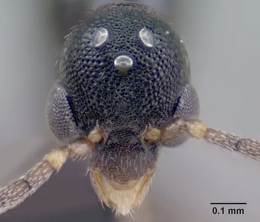 Strumigenys khakaura - CASENT0138441