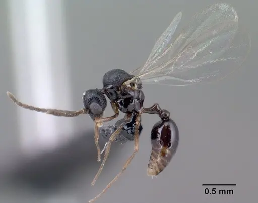 Strumigenys khakaura - CASENT0138441