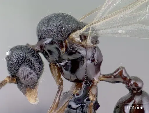 Strumigenys khakaura - CASENT0138441