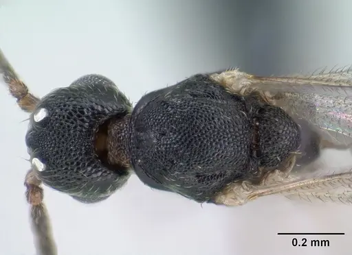 Strumigenys khakaura - CASENT0145008