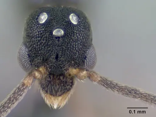 Strumigenys khakaura - CASENT0145008