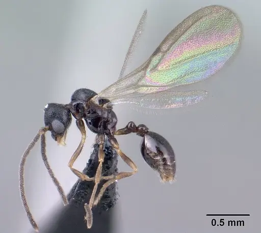 Strumigenys khakaura - CASENT0145008