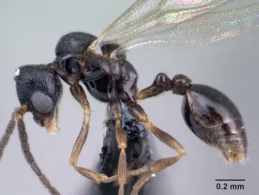 Strumigenys khakaura - CASENT0145008