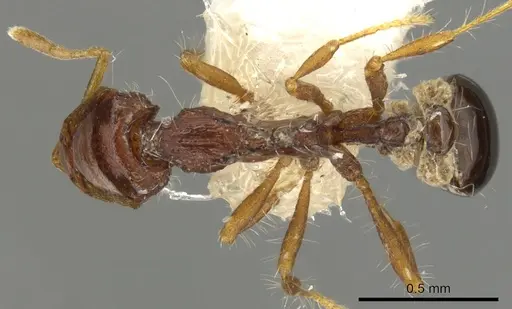 Strumigenys kompsomala specimen