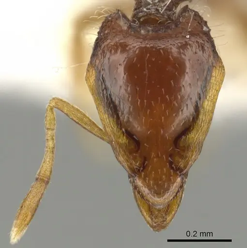 Strumigenys kompsomala specimen