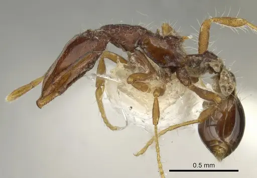 Strumigenys kompsomala specimen
