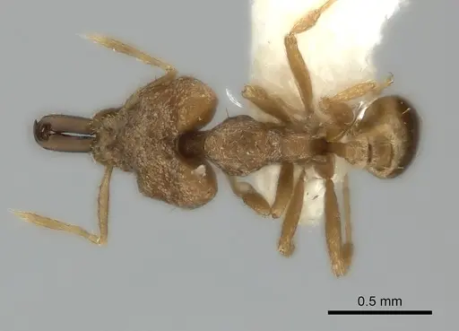 Strumigenys koningsbergeri specimen