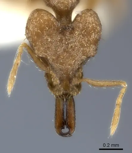 Strumigenys koningsbergeri specimen