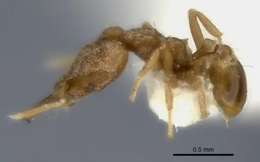 Strumigenys koningsbergeri specimen