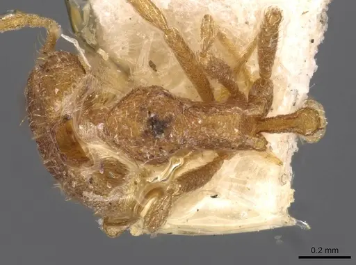 Strumigenys koningsbergeri - CASENT0909316