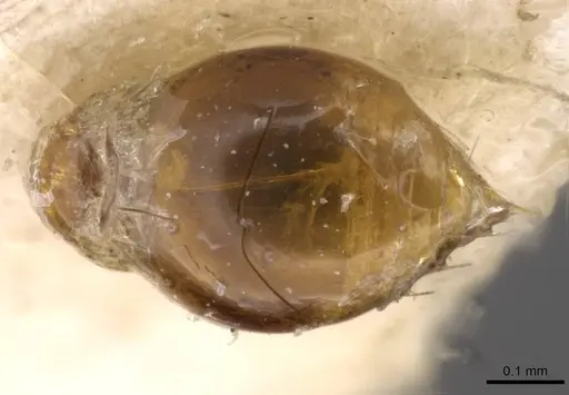 Strumigenys koningsbergeri - CASENT0909316