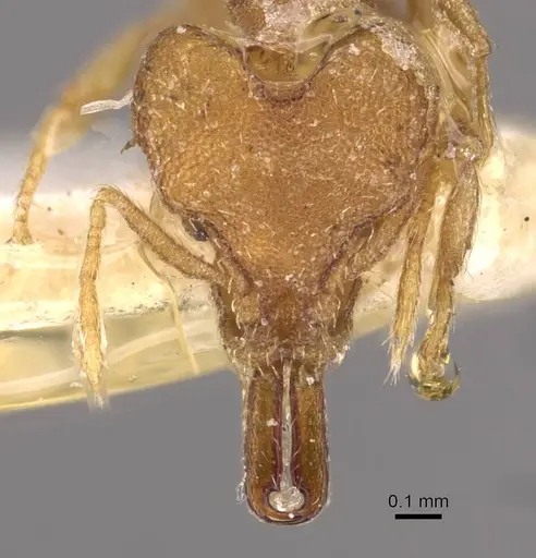 Strumigenys koningsbergeri - CASENT0909316